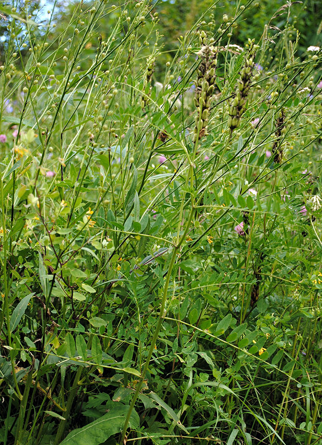 Image of Astragalus uliginosus specimen.