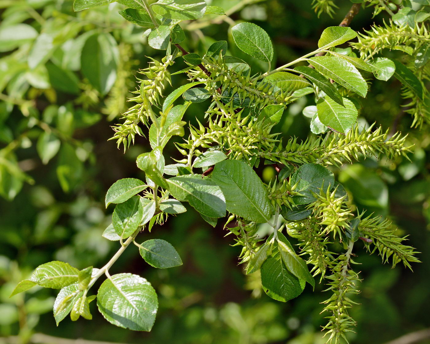 Image of genus Salix specimen.