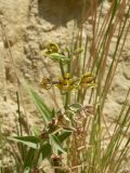 Epipactis veratrifolia