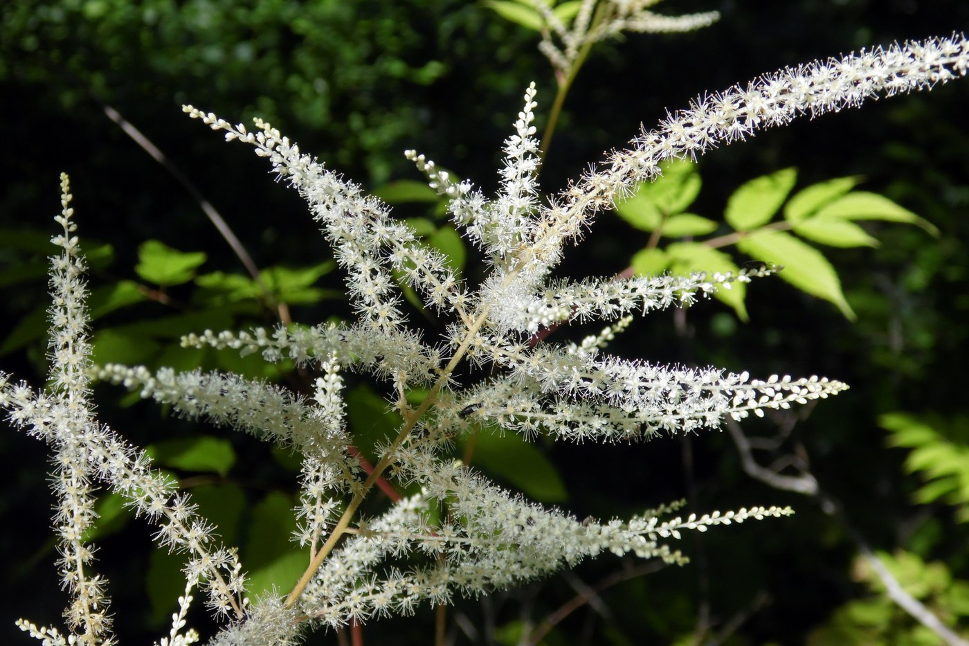 Image of Aruncus sylvestris specimen.