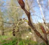 Populus longifolia. Часть побега с мужским соцветием, повреждённым заморозками. Тверская обл., Весьегонский р-н, с. Чистая Дуброва, в озеленении. 10 мая 2020 г.