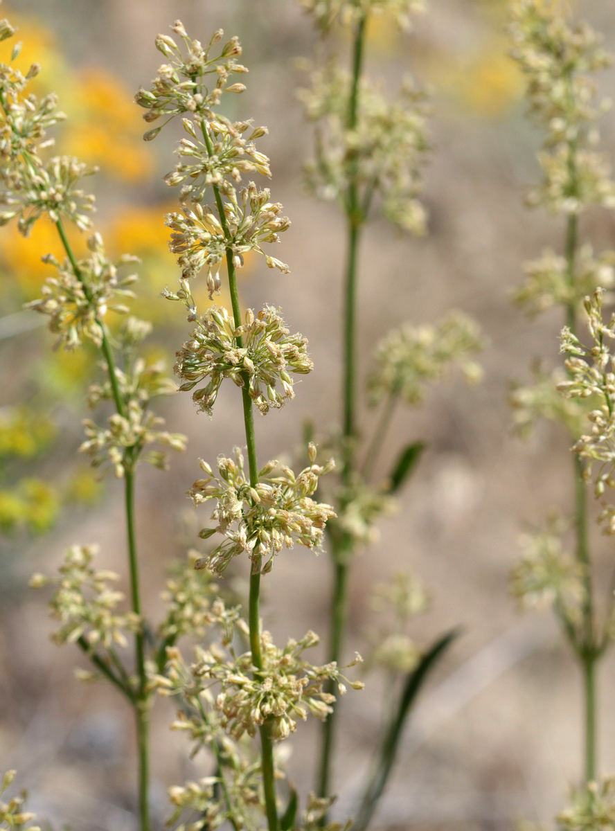 Image of genus Silene specimen.