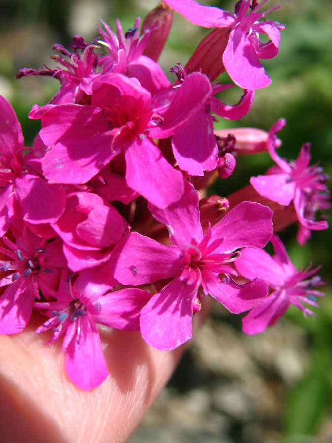 Image of Silene compacta specimen.