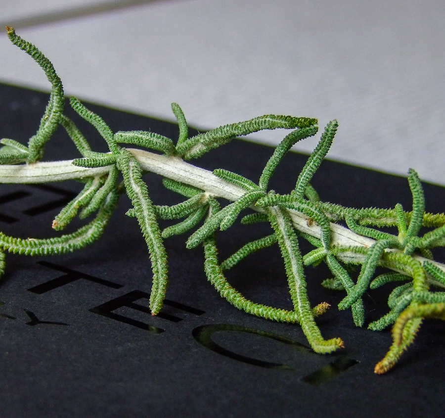 Image of Achillea falcata specimen.