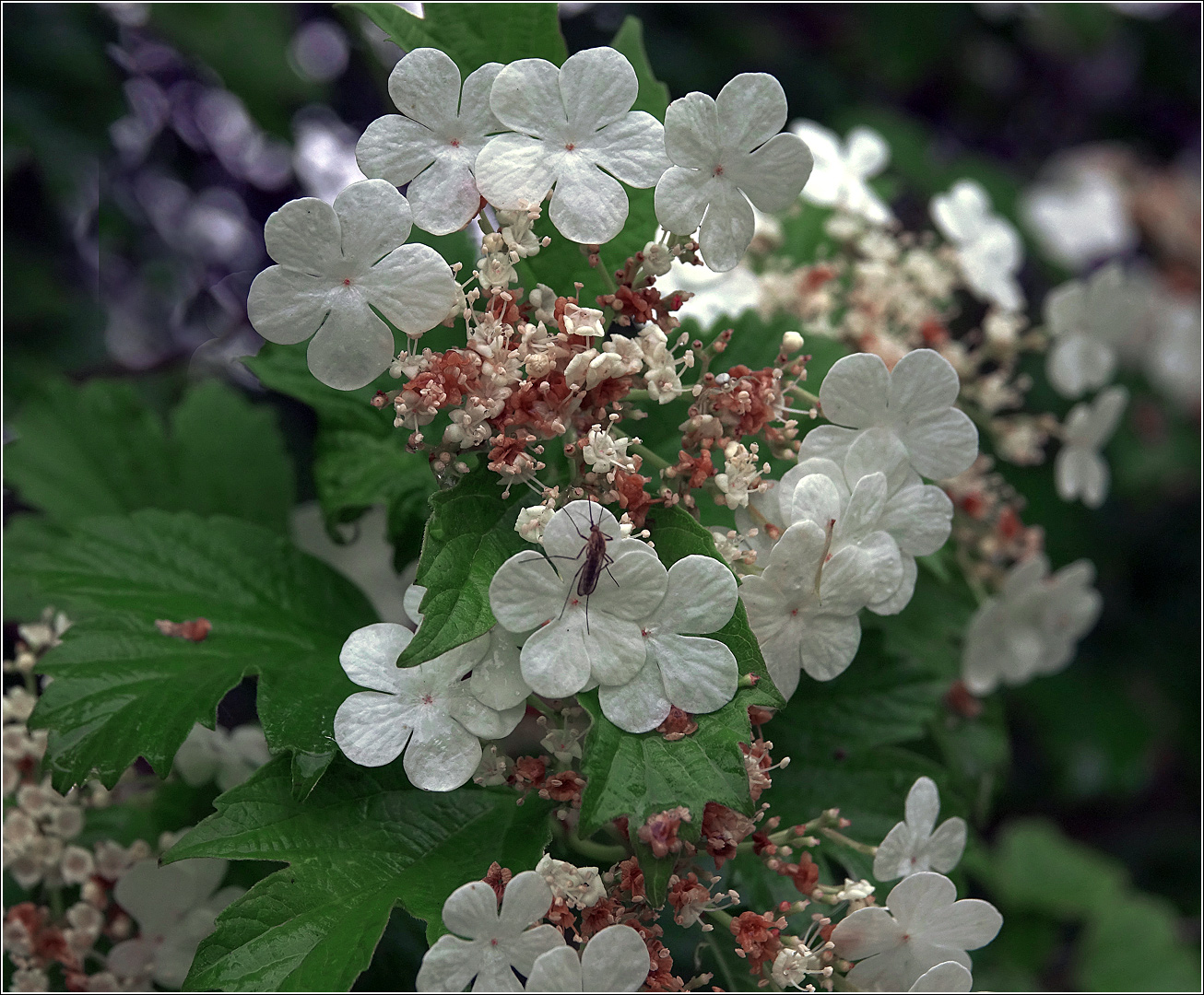 Изображение особи Viburnum opulus.