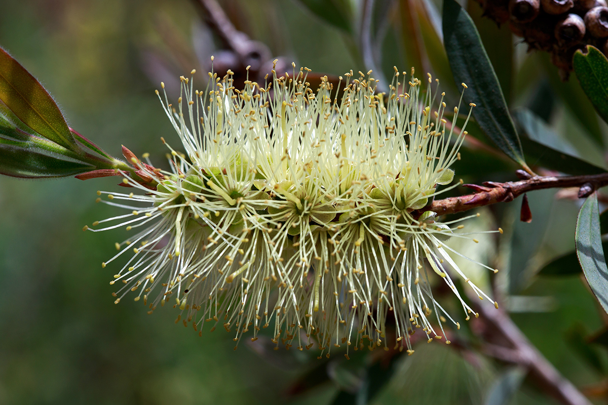 Изображение особи Callistemon pallidus.