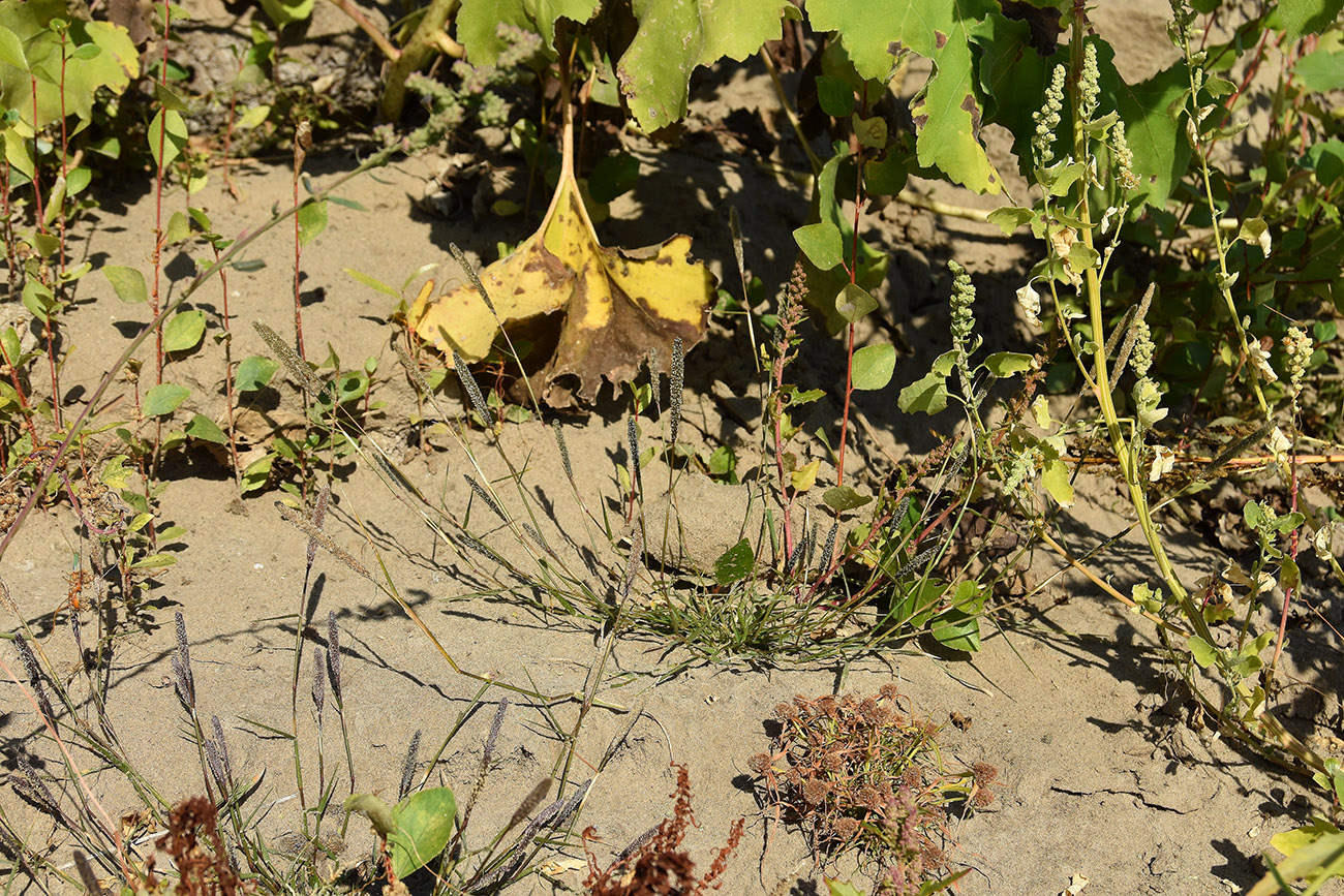 Image of Crypsis alopecuroides specimen.