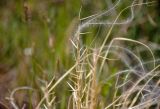 genus Stipa