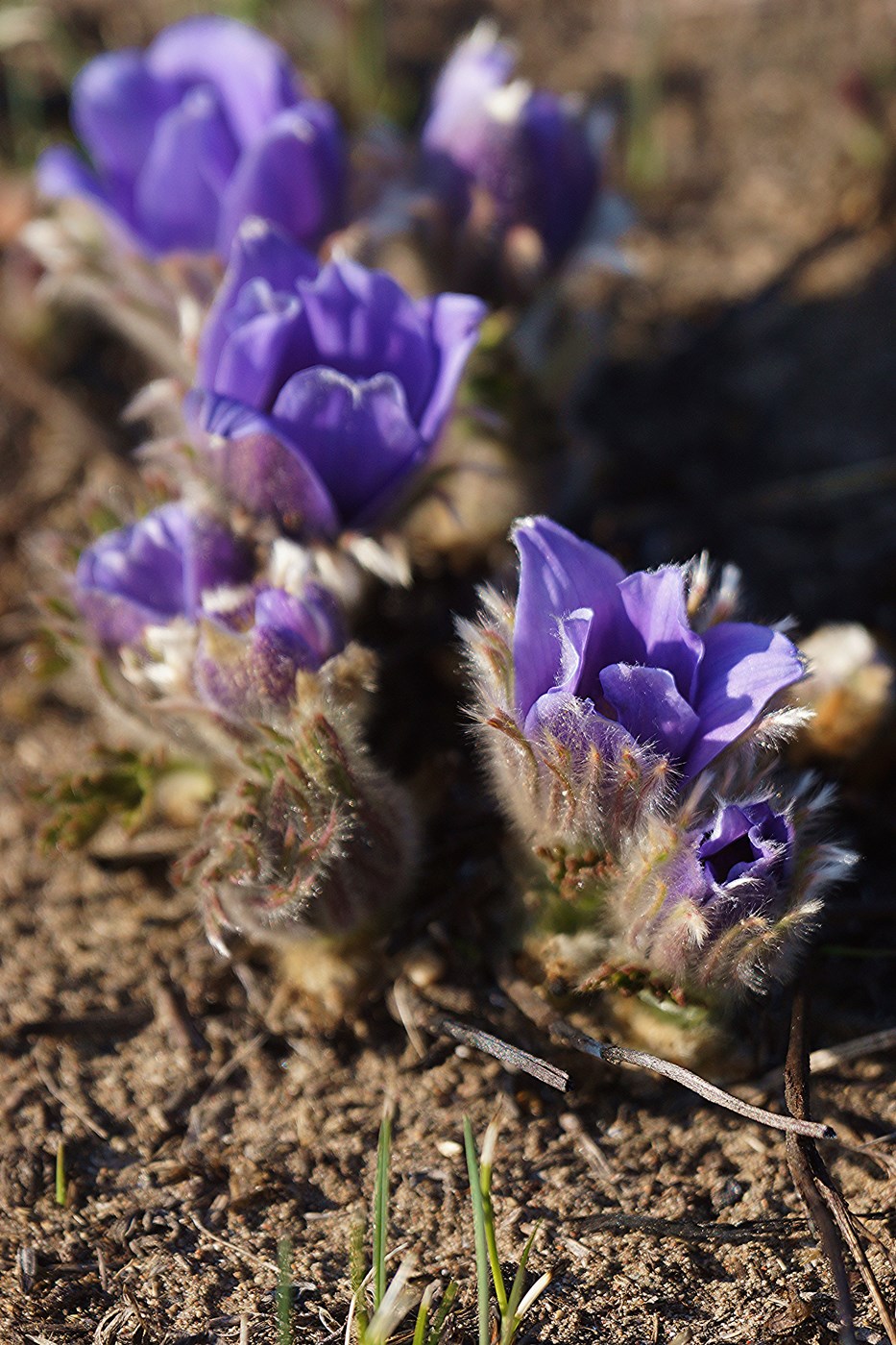 Image of Pulsatilla turczaninovii specimen.