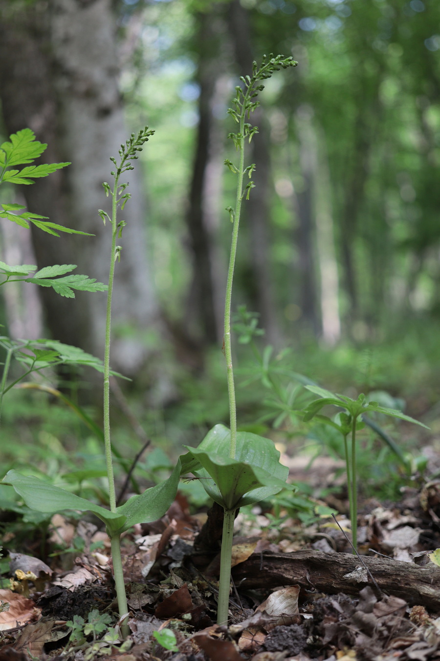 Image of Listera ovata specimen.