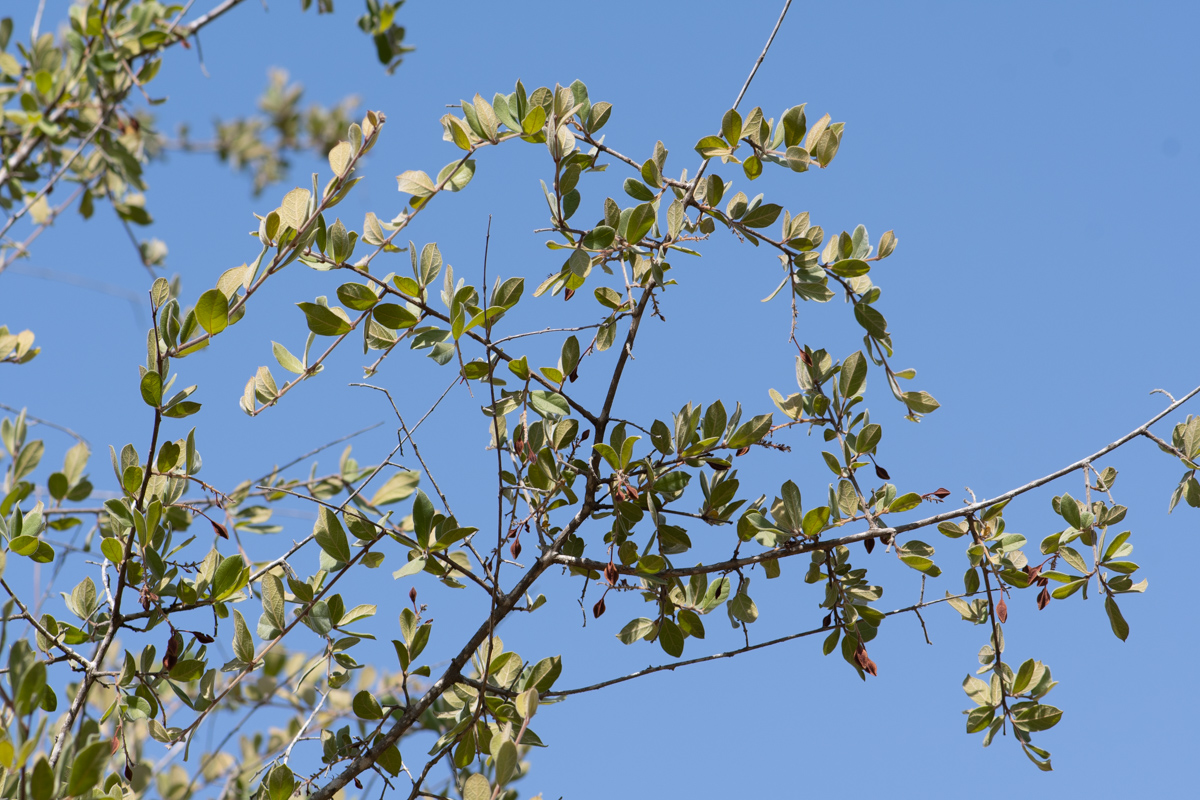 Image of Combretum molle specimen.