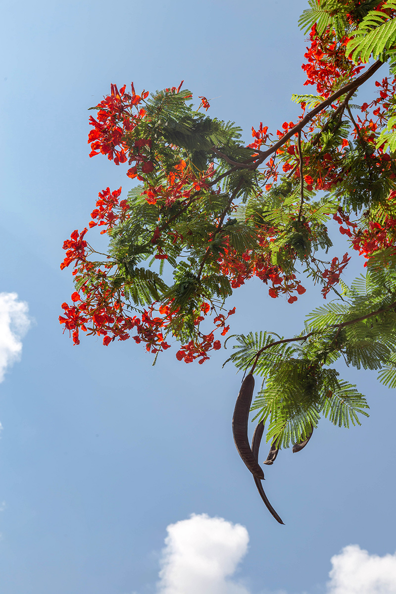 Image of Delonix regia specimen.