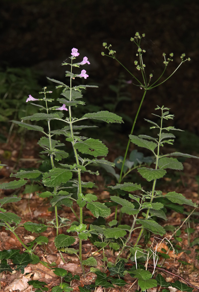 Изображение особи Drymosiphon grandiflorus.