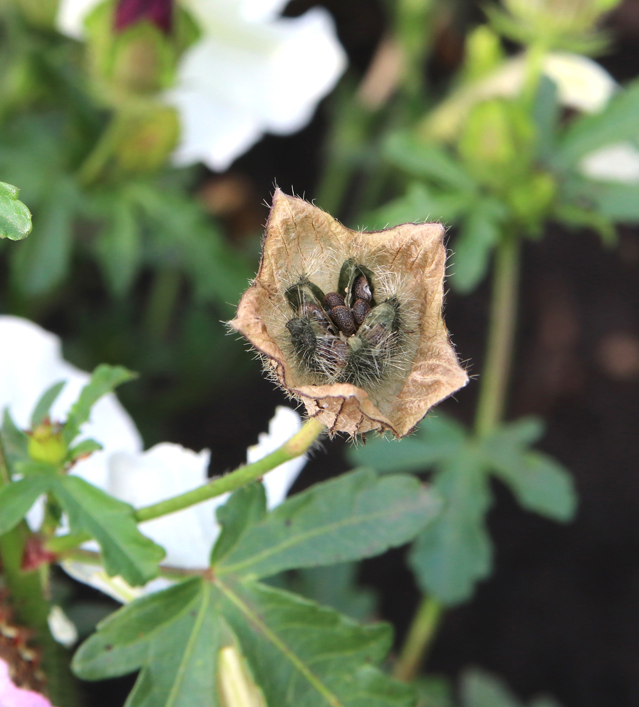 Image of Hibiscus trionum specimen.