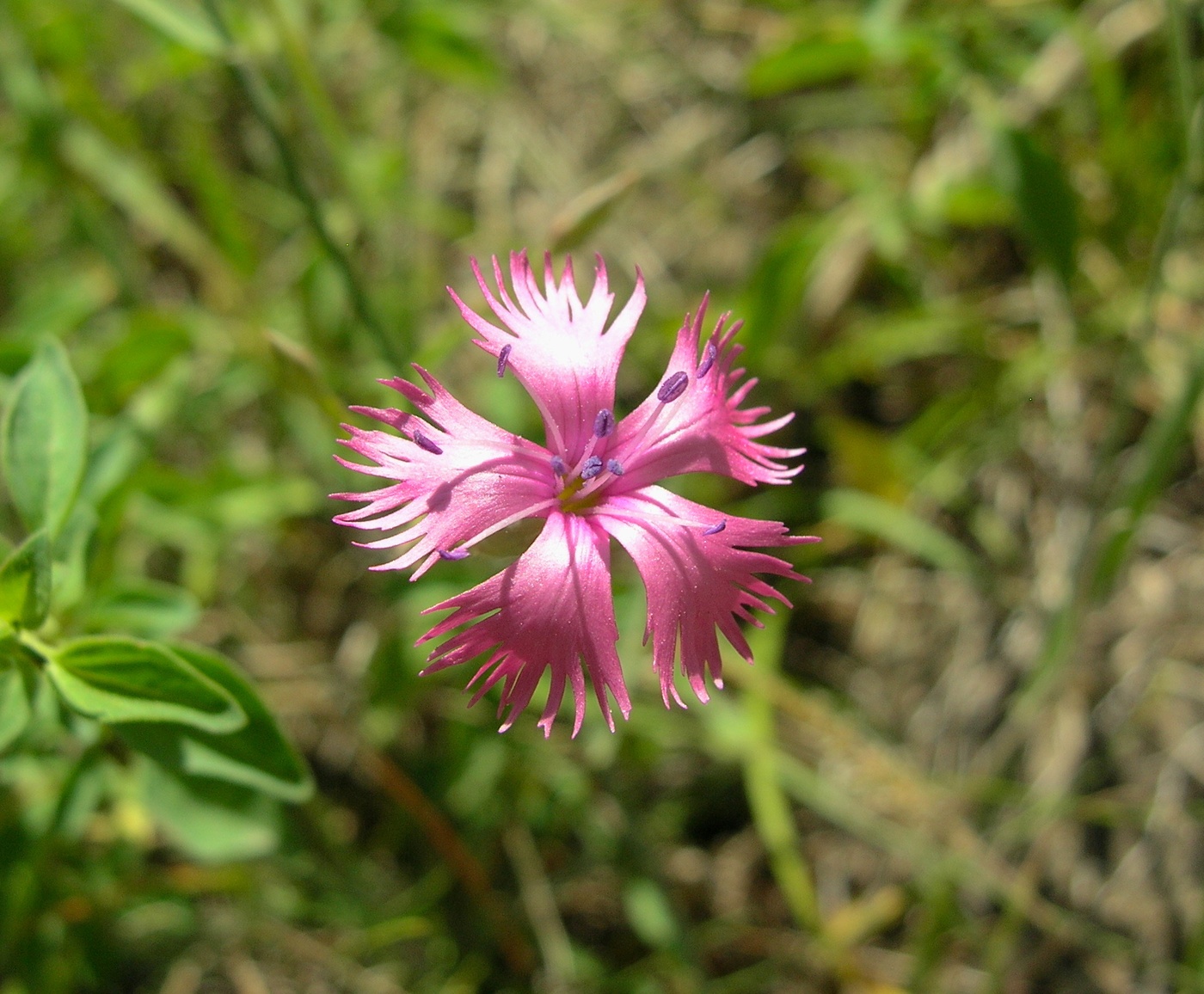 Изображение особи Dianthus ugamicus.