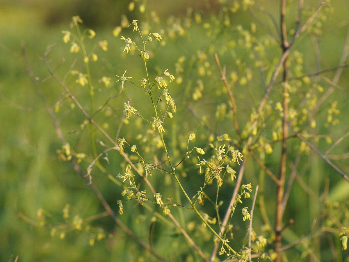 Image of Thalictrum minus specimen.