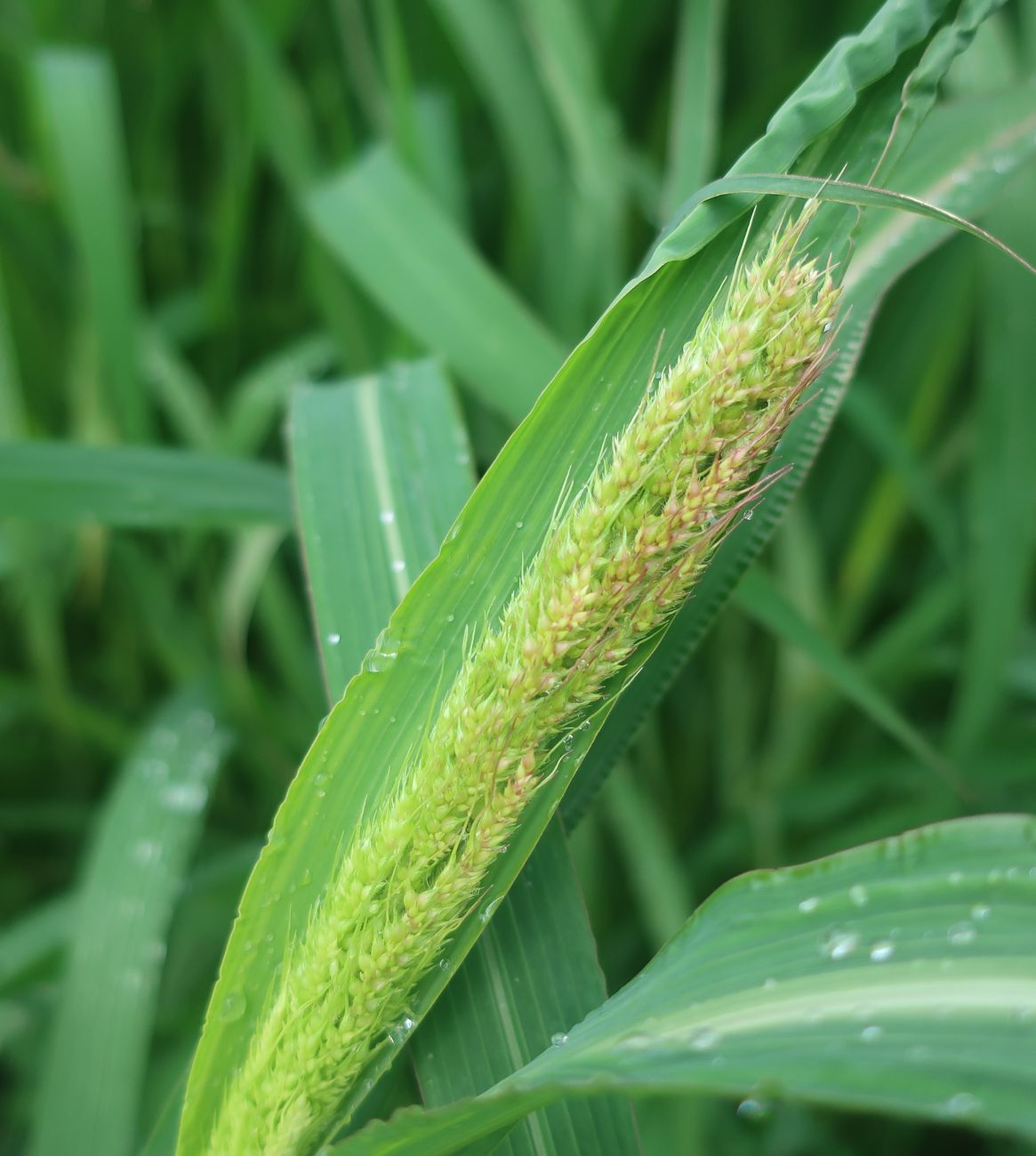 Изображение особи род Echinochloa.