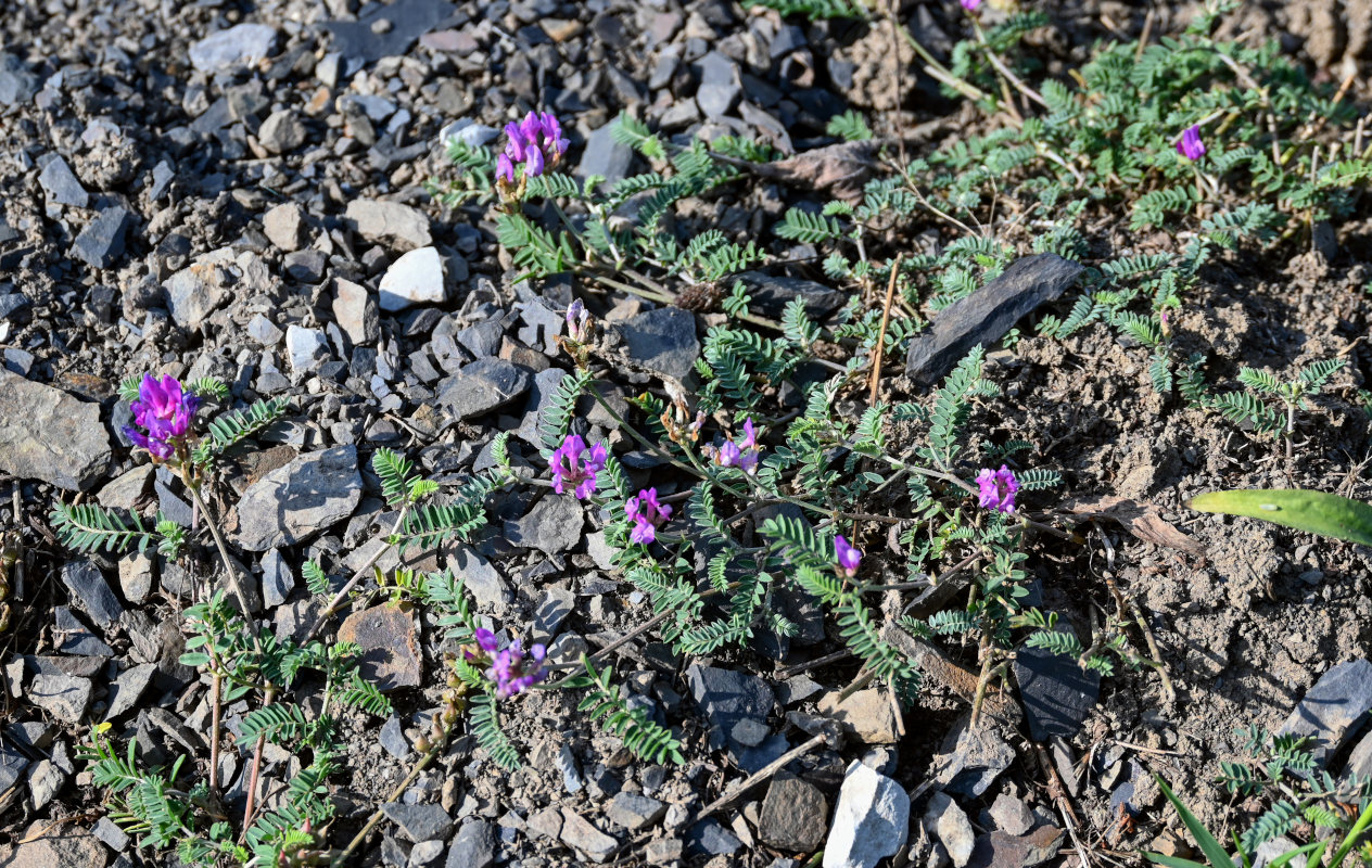 Image of genus Oxytropis specimen.