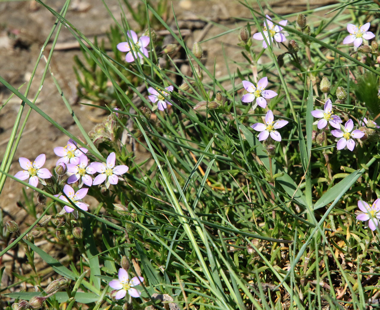 Image of Spergularia media specimen.