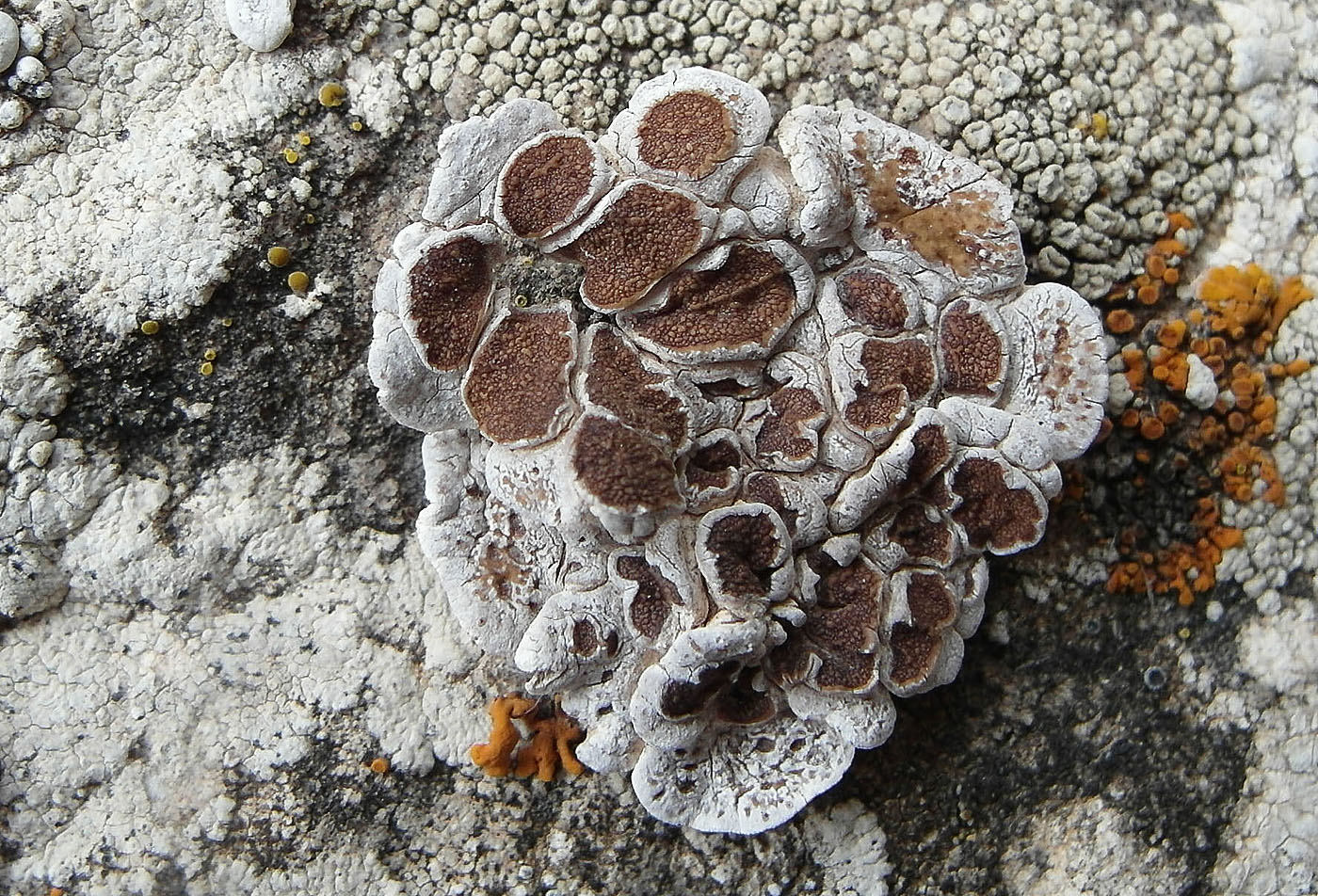 Image of Glypholecia scabra specimen.