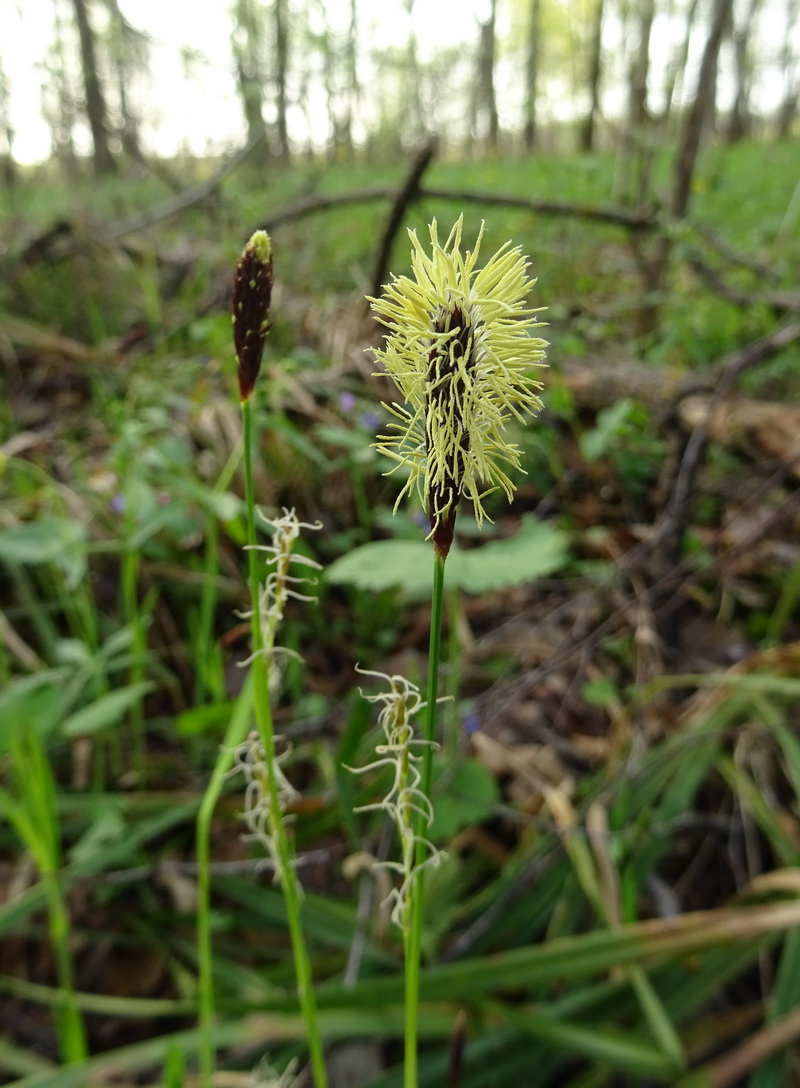 Image of Carex pilosa specimen.