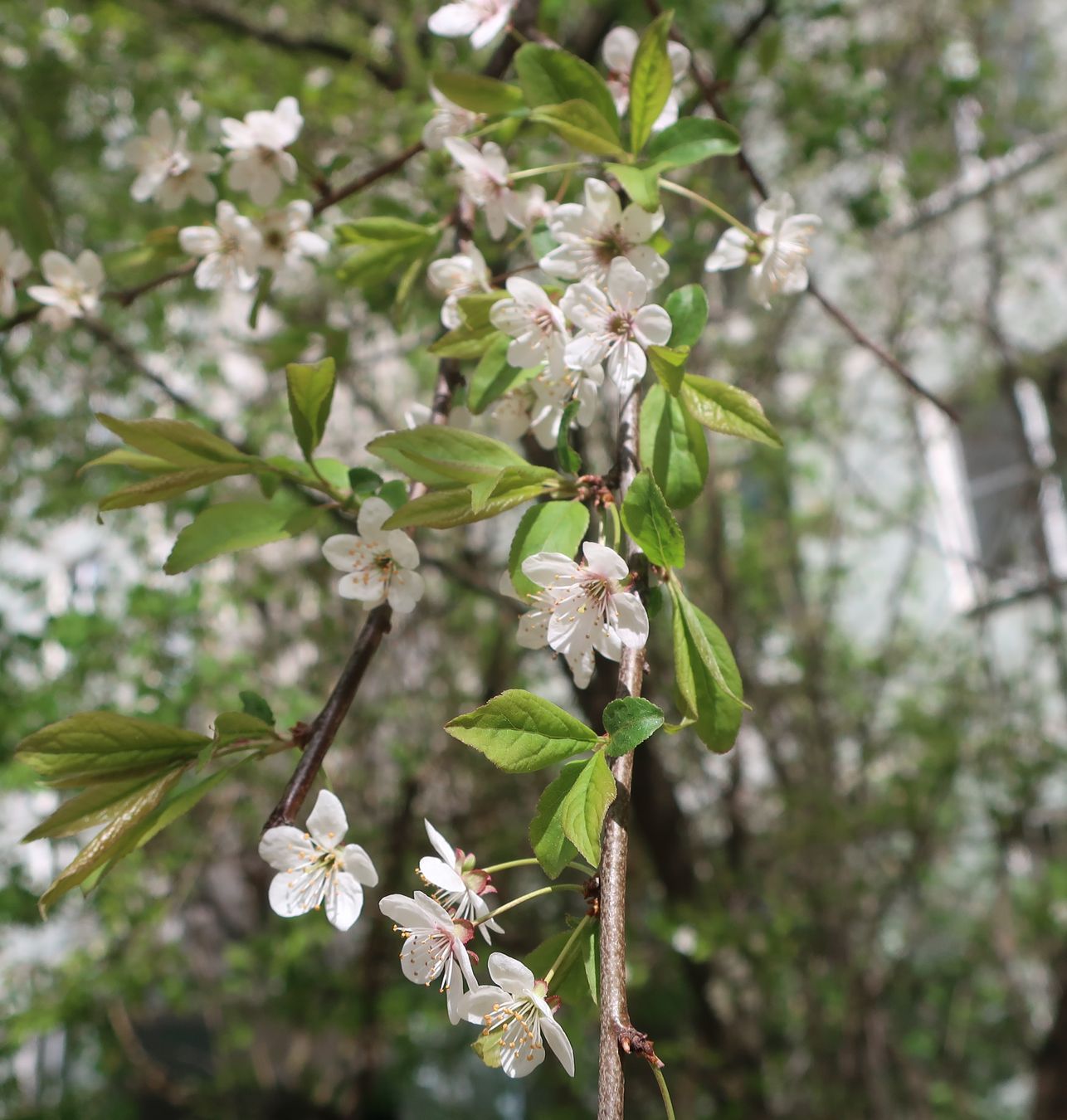 Image of genus Prunus specimen.