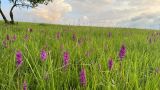 genus Dactylorhiza