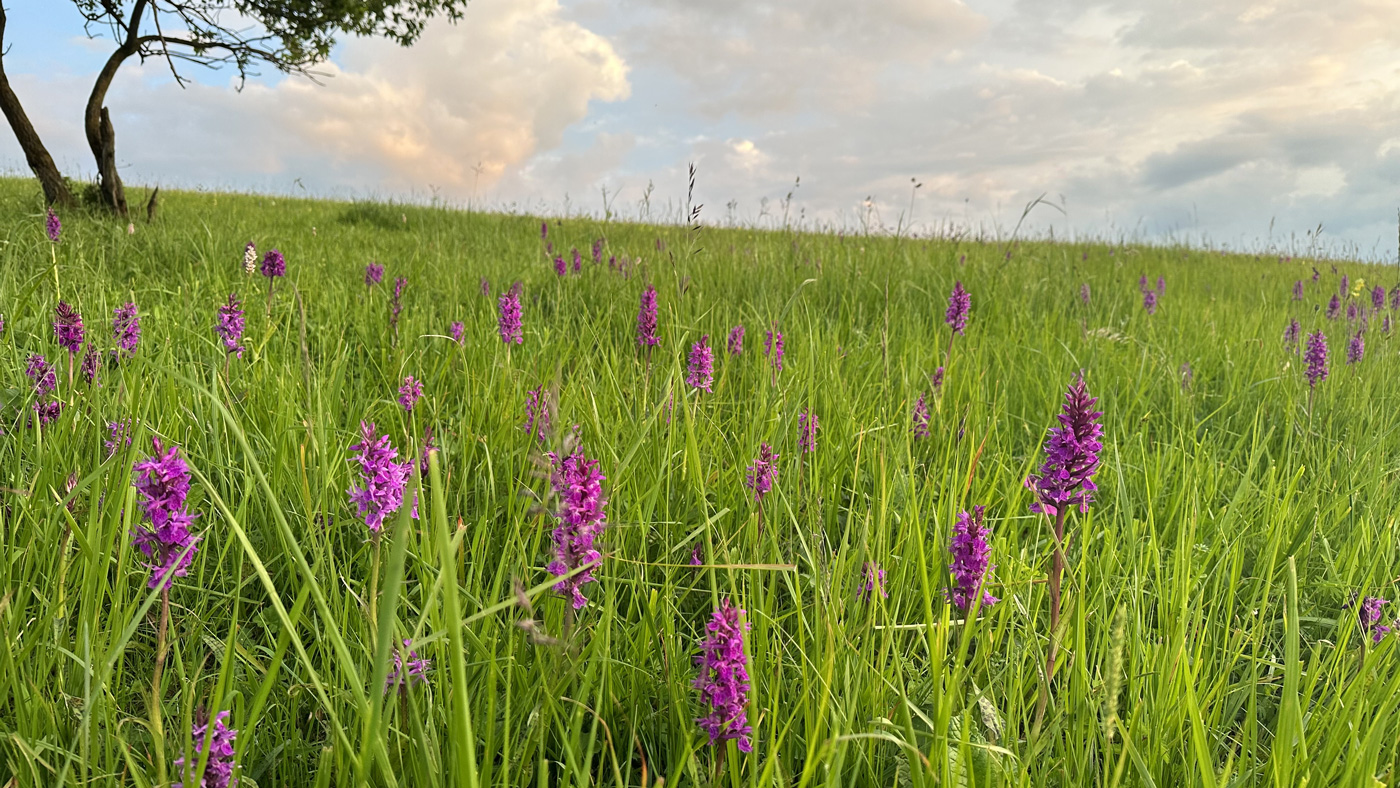 Изображение особи род Dactylorhiza.