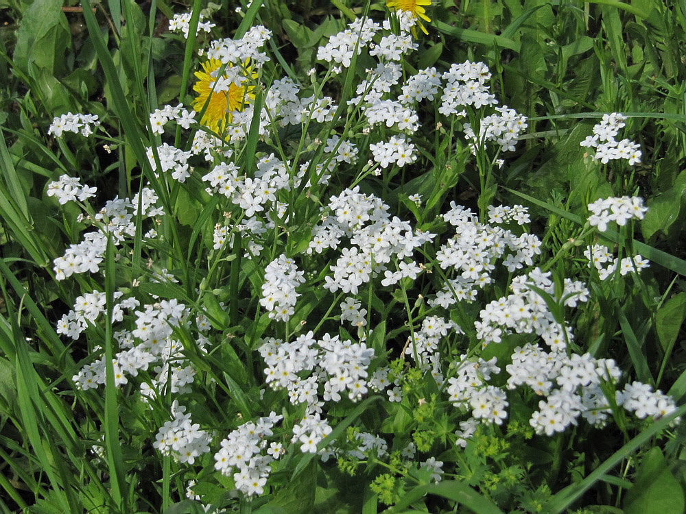 Image of Myosotis sylvatica specimen.