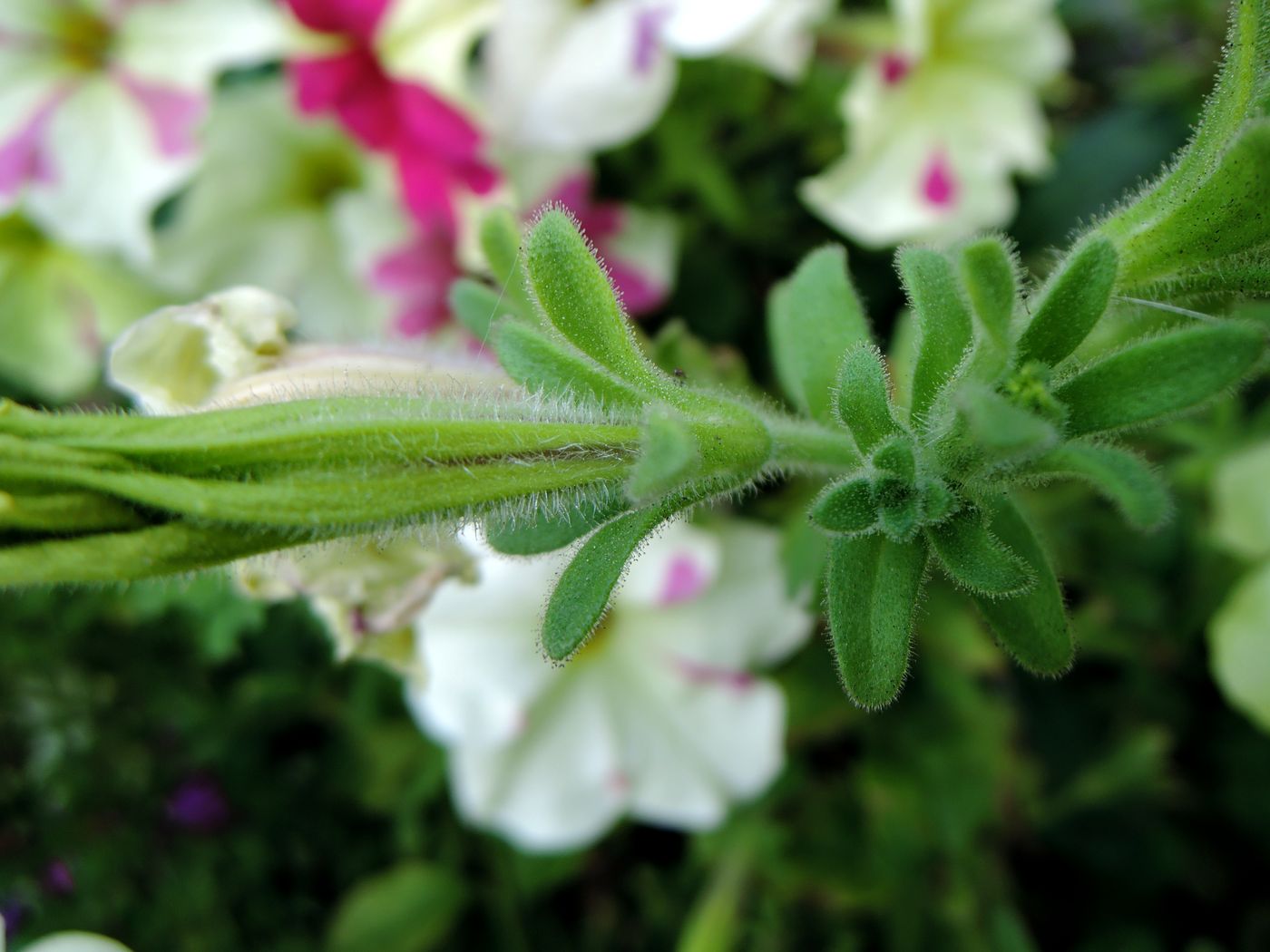 Image of Petunia &times; hybrida specimen.