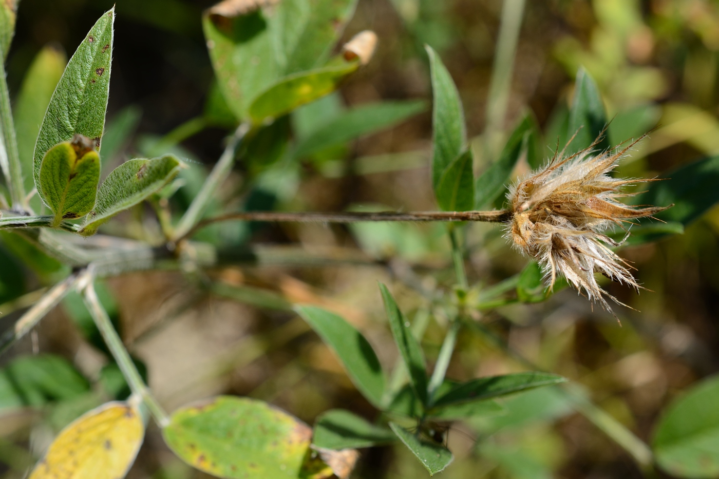 Image of Psoralea bituminosa ssp. pontica specimen.