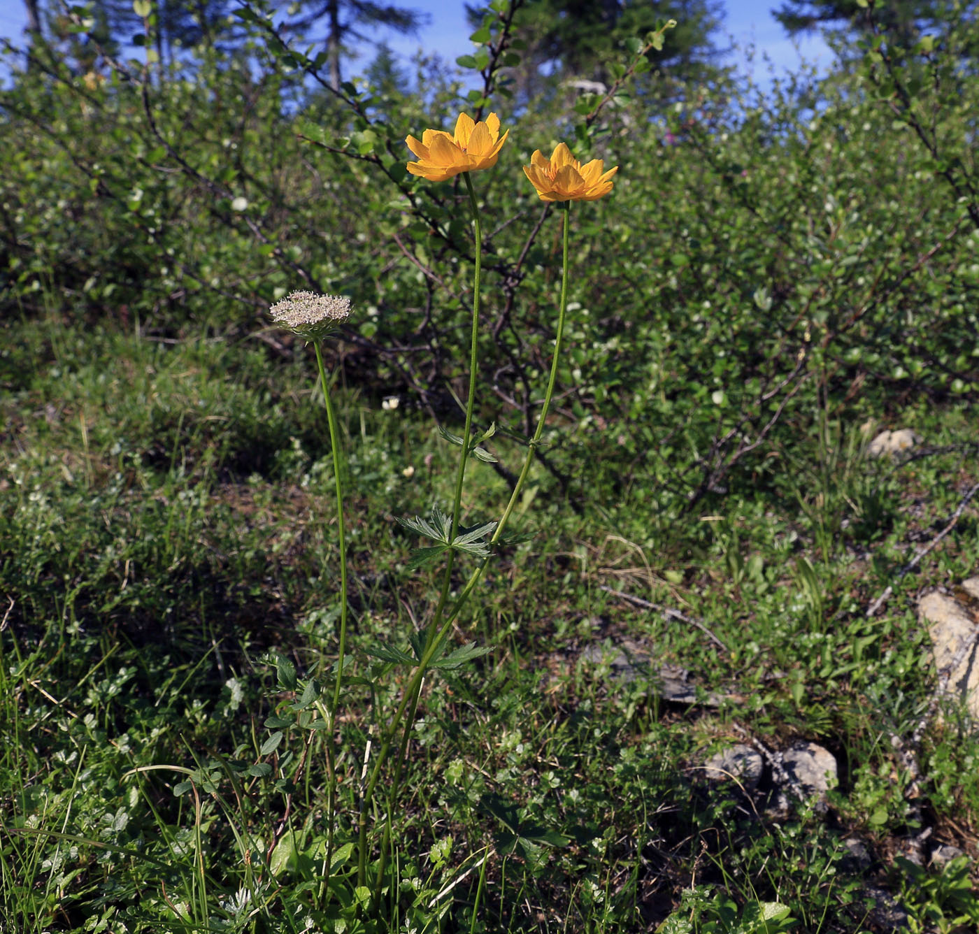 Image of genus Trollius specimen.