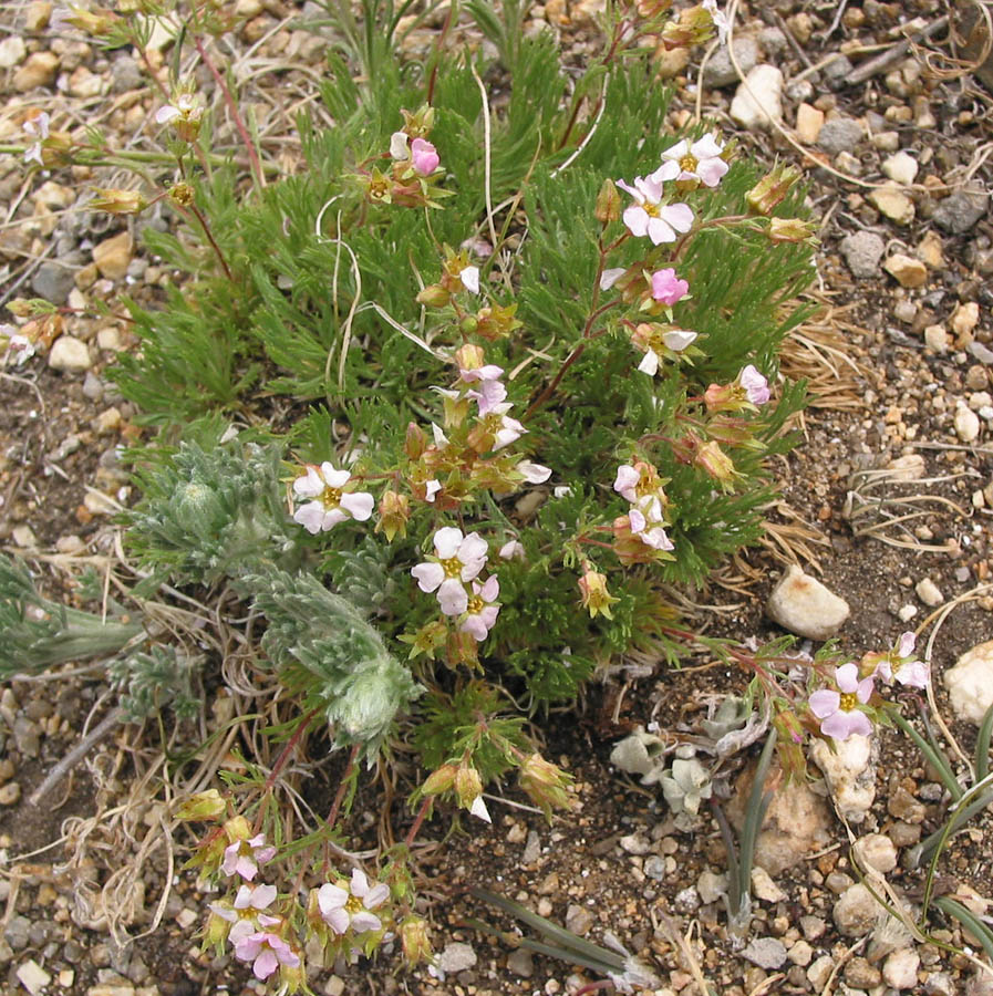 Image of Chamaerhodos grandiflora specimen.