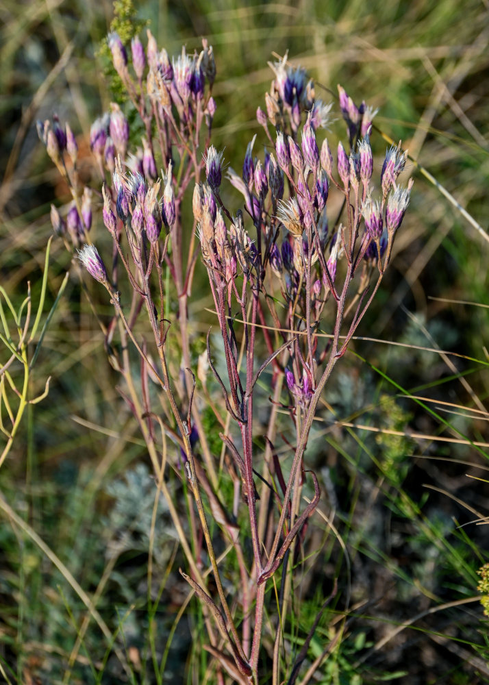 Изображение особи Jurinea multiflora.