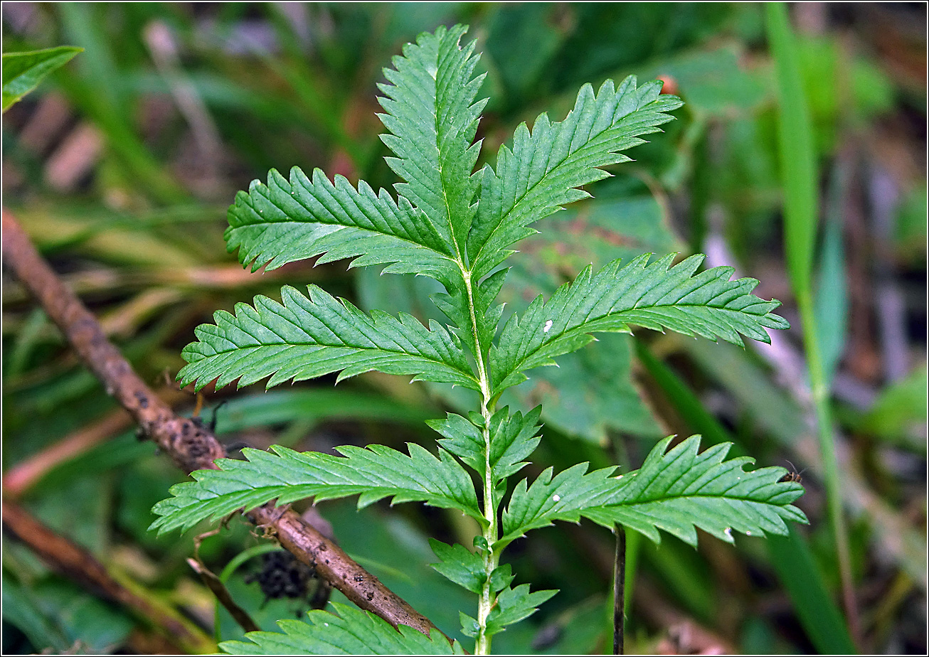 Image of Potentilla anserina specimen.