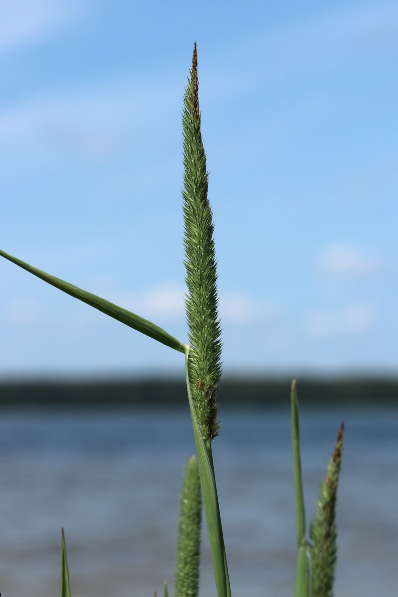 Изображение особи Phleum pratense.