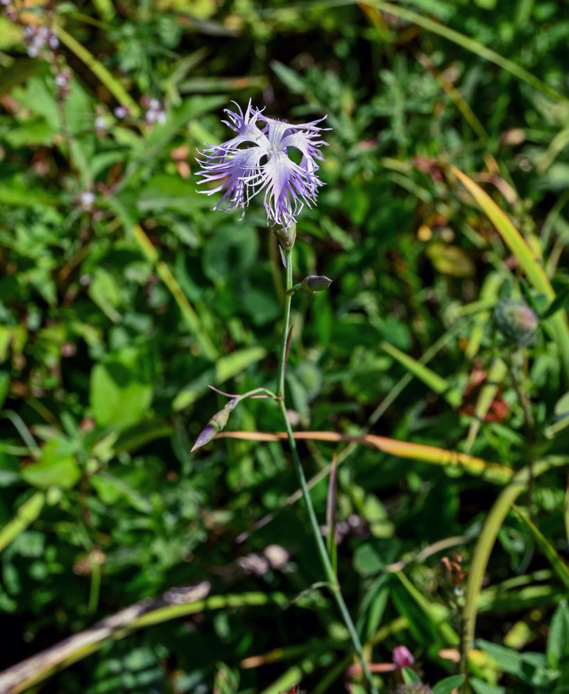 Image of Dianthus hoeltzeri specimen.