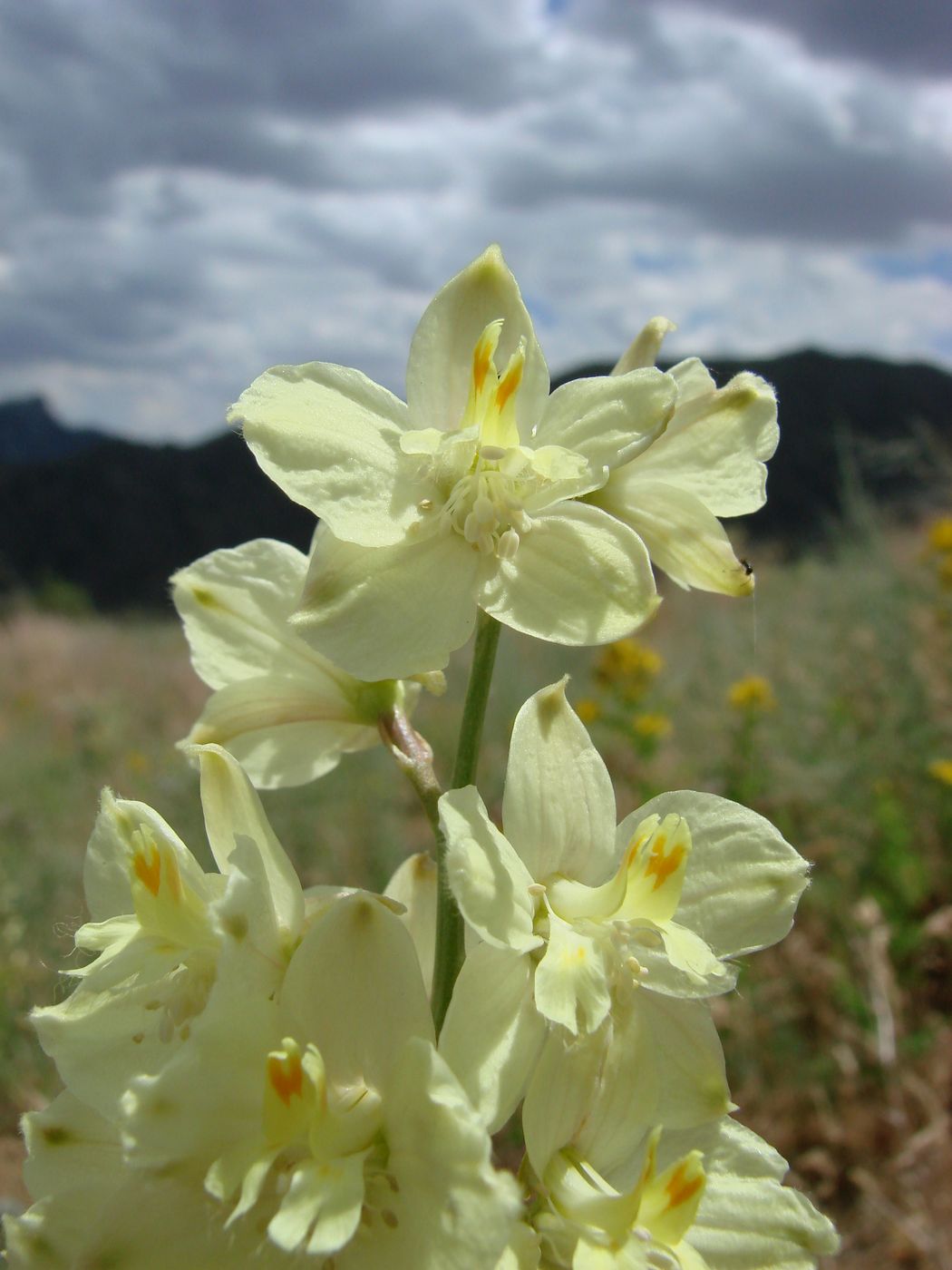 Изображение особи Delphinium semibarbatum.