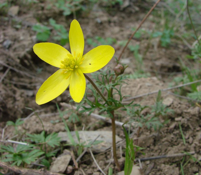 Image of Anemone petiolulosa specimen.