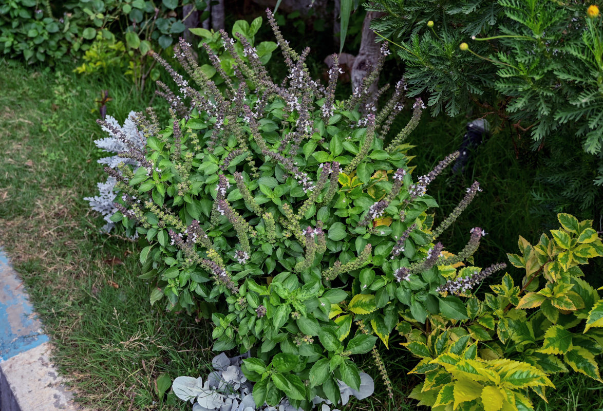 Изображение особи Ocimum basilicum.