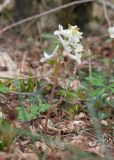 Corydalis caucasica