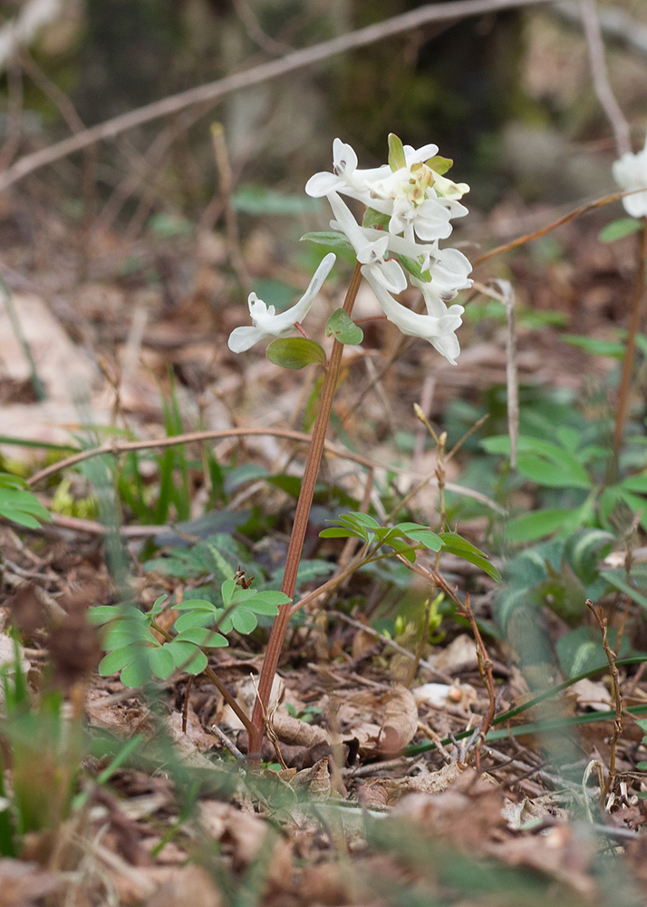 Image of Corydalis caucasica specimen.