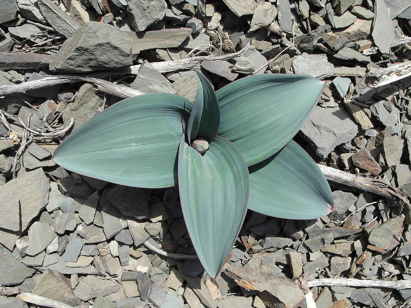 Image of Allium karataviense specimen.