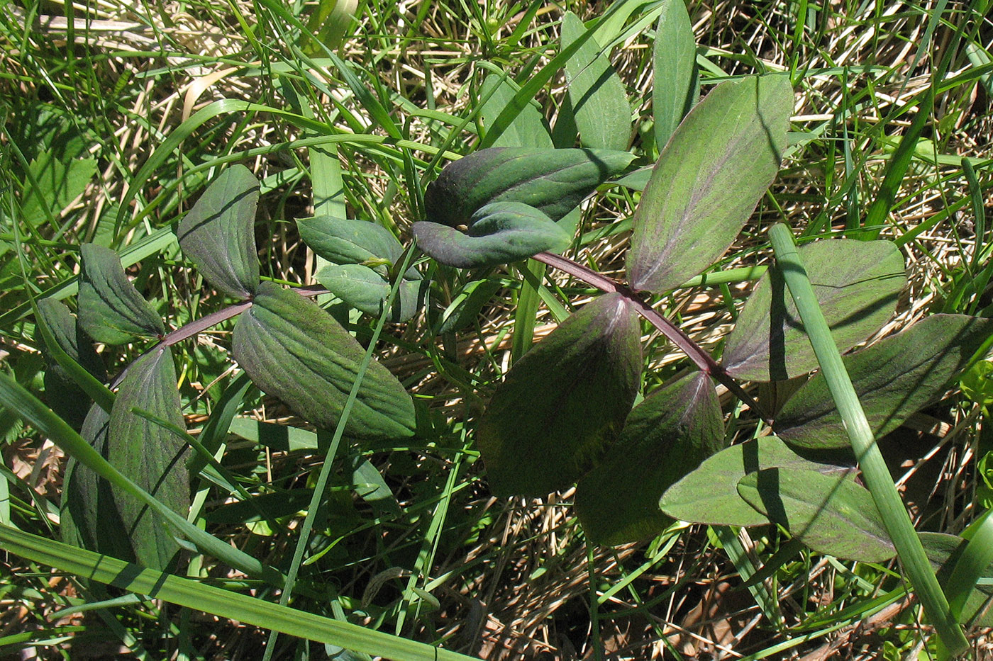 Image of Lathyrus pisiformis specimen.