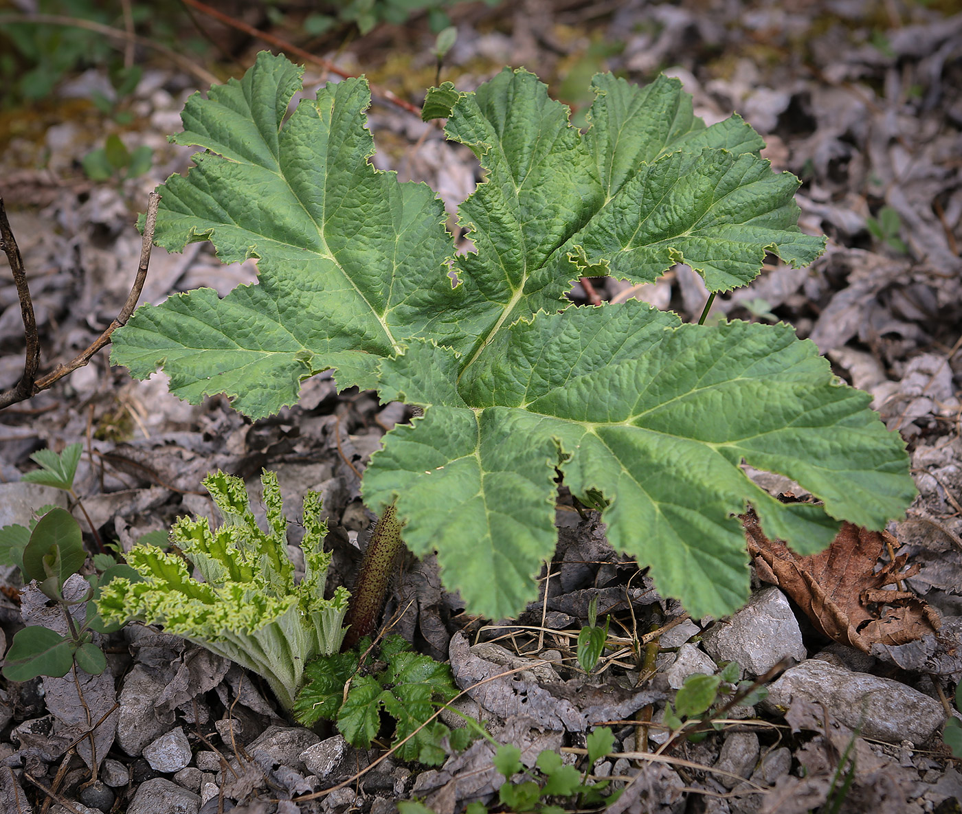 Image of genus Heracleum specimen.