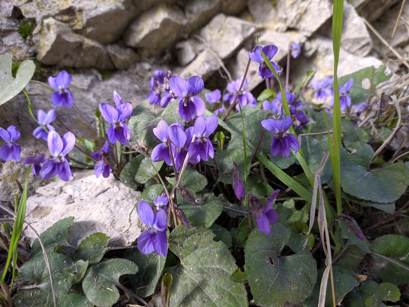 Image of Viola dehnhardtii specimen.