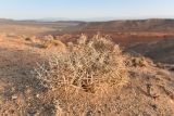 Acanthophyllum pungens. Высохшее растение. Казахстан, Алматинская обл., горы Богуты, щебнистая пустыня. 17 сентября 2021 г.