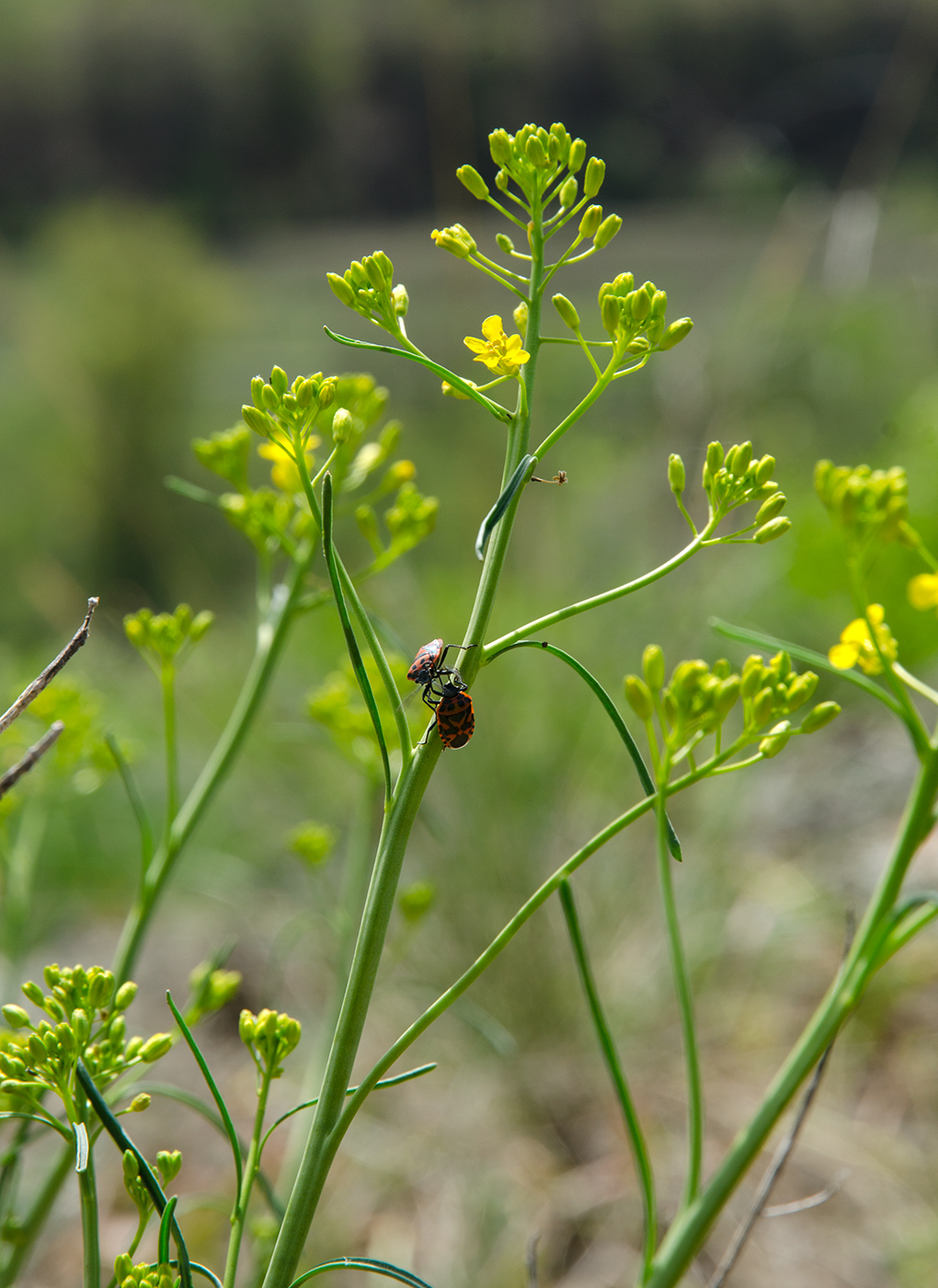 Image of Sisymbrium polymorphum specimen.