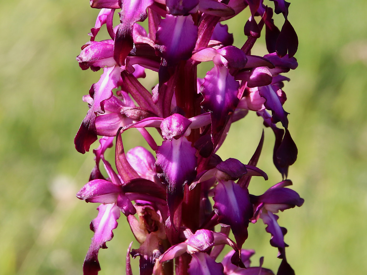 Изображение особи Himantoglossum formosum.