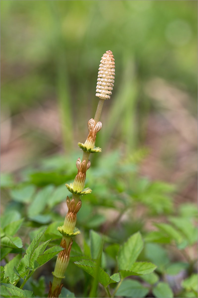 Изображение особи Equisetum arvense.